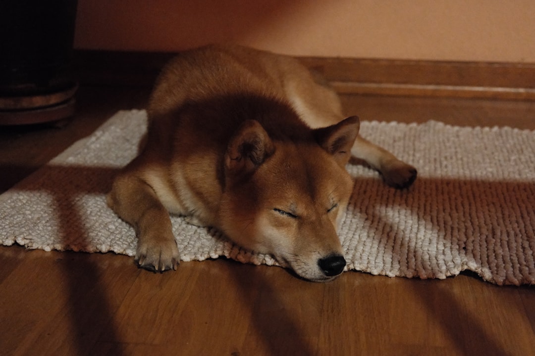 a-shiba-inu-dog-sleeping-on-a-rug-ixpzlnhneew